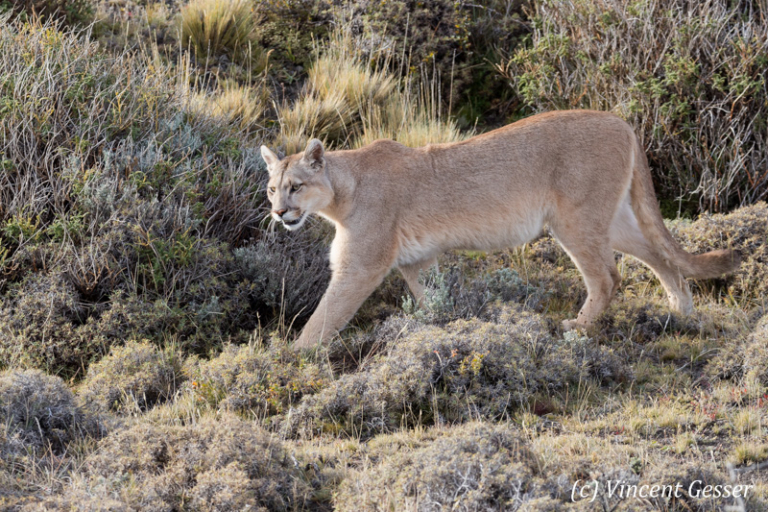 Cougar 020 _X218058 - Gesser Images and Photography