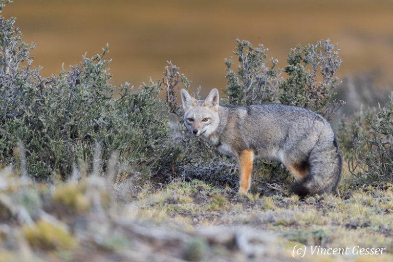 Renard Gris Dargentine 002x216881 Gesser Images And Photography